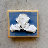 Tennessee Iris in Wedgewood Blue