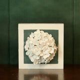 Green Hydrangea