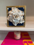 Wedgewood Special Rose