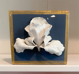 Tennessee Iris in Wedgewood Blue