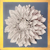 Wedgewood Blue Giant Dahlia