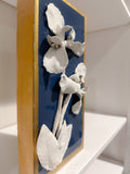 Iris Flowers
