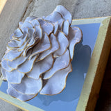 French Blue Rose