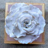 Ash Pink Rose