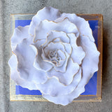 Periwinkle Flower