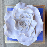 Periwinkle Flower