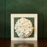 Green Hydrangea