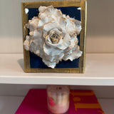 Wedgewood Special Rose
