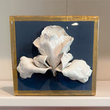 Tennessee Iris in Wedgewood Blue